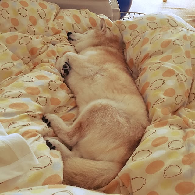 yukikopsさんの実例写真