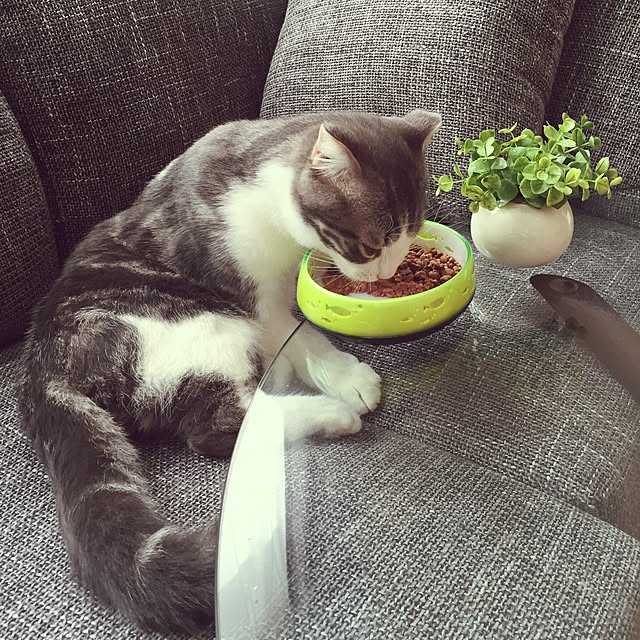 tansukeさんの実例写真