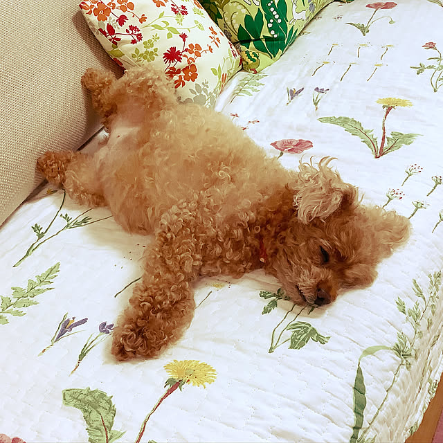 haruminさんの実例写真