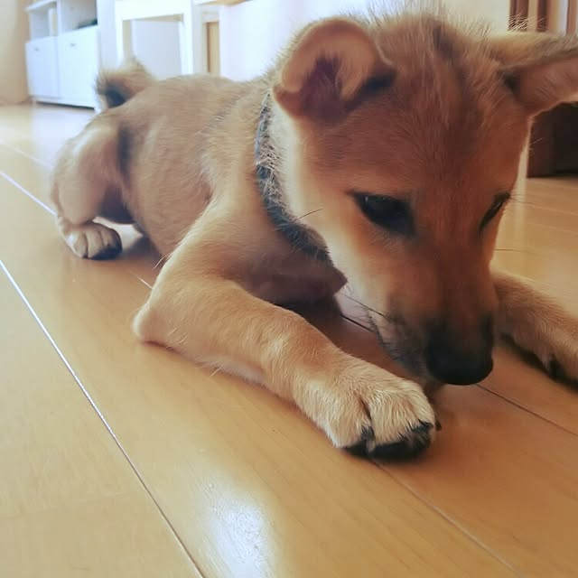 pillowsさんの実例写真