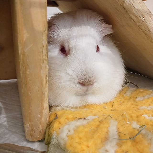 roomicさんの実例写真