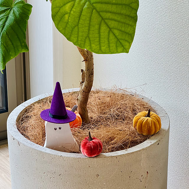ハロウィン/こどもと暮らすインテリア/こどもと暮らす/子供のいる暮らし/ウンベラータ...などのインテリア実例 - 2024-10-28 12:30:04