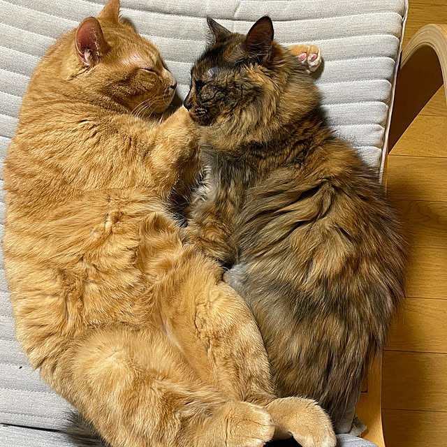 暮らしのひとコマ/猫が好き❤︎/猫と暮らす家/中古戸建てのインテリア実例 - 2026-02-09 17:11:28