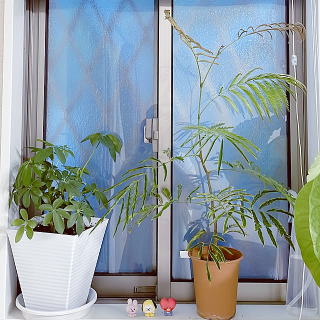 syuiさんの実例写真