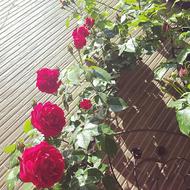 mimi828さんの実例写真