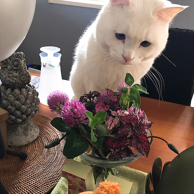 nyanko-beamさんの実例写真
