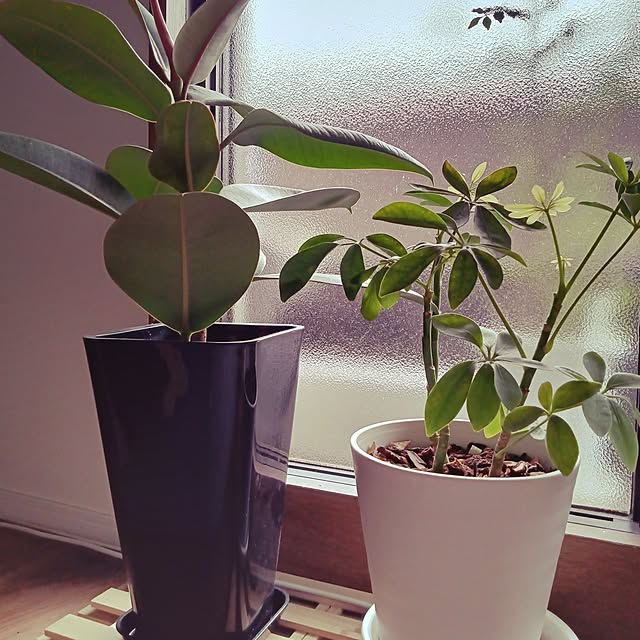 ruantaiさんの部屋