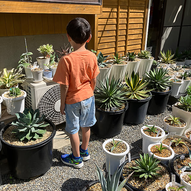 鉢植え ドライガーデンのおすすめ商品とおしゃれな実例