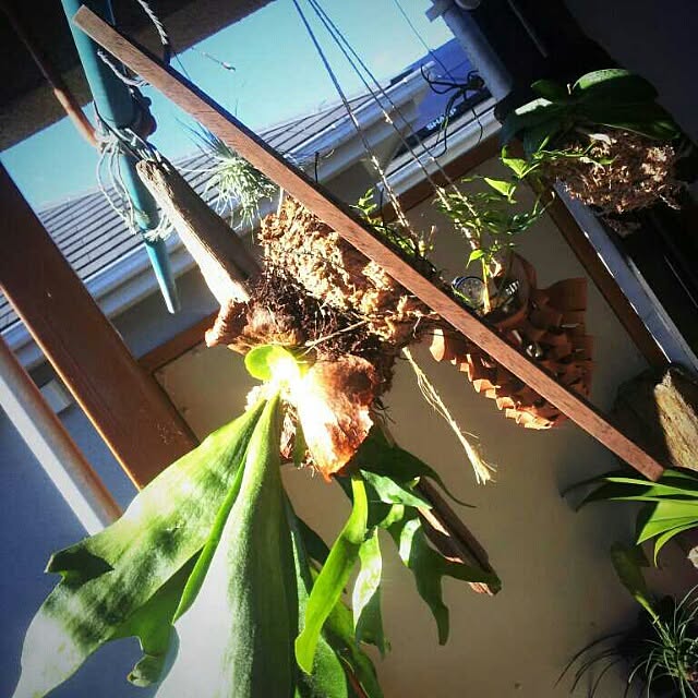 zutanさんの実例写真
