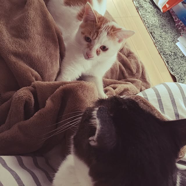 minkokoさんの実例写真