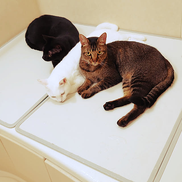 Stainさんの実例写真