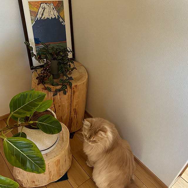 sumiさんの部屋