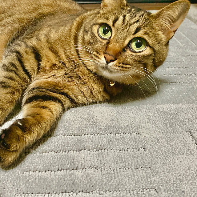 ジョイントマット/ねこのいる風景/ねこ部/ねこのいる日常/ねこと暮らす...などのインテリア実例 - 2022-05-25 11:00:03