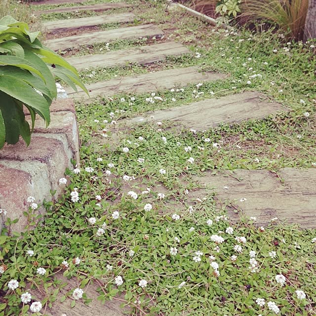 matricariaさんの実例写真