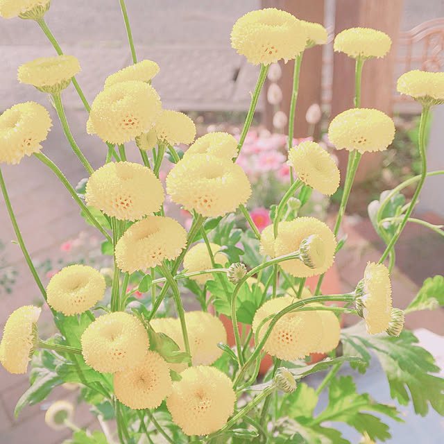 ksyf-naturalさんの実例写真