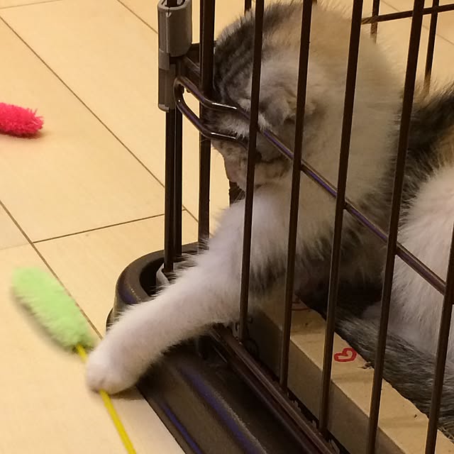 yokkochanさんの実例写真