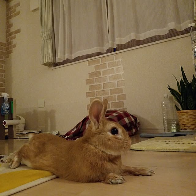 k-ai323さんの実例写真