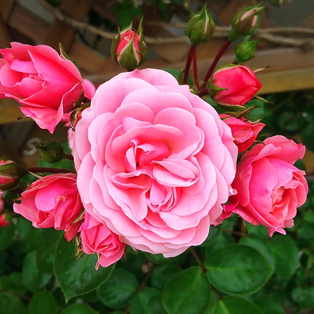 HappyRoseさんの実例写真