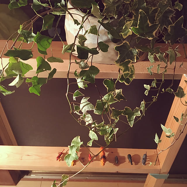 cocoithuさんの実例写真