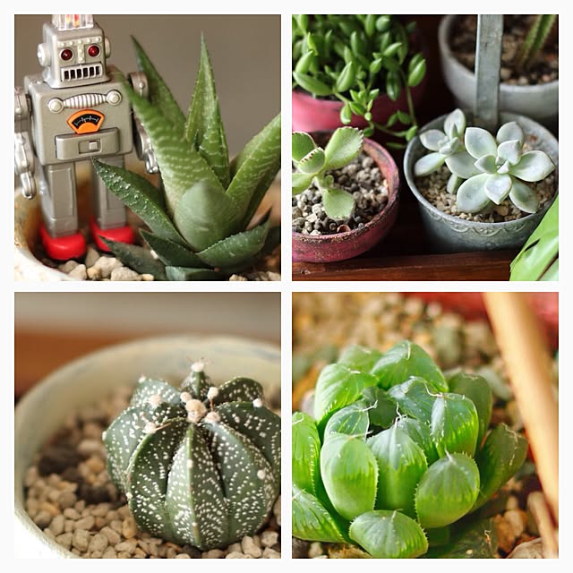 棚/多肉植物/雑貨/観葉植物のインテリア実例 - 2015-12-04 09:16:53