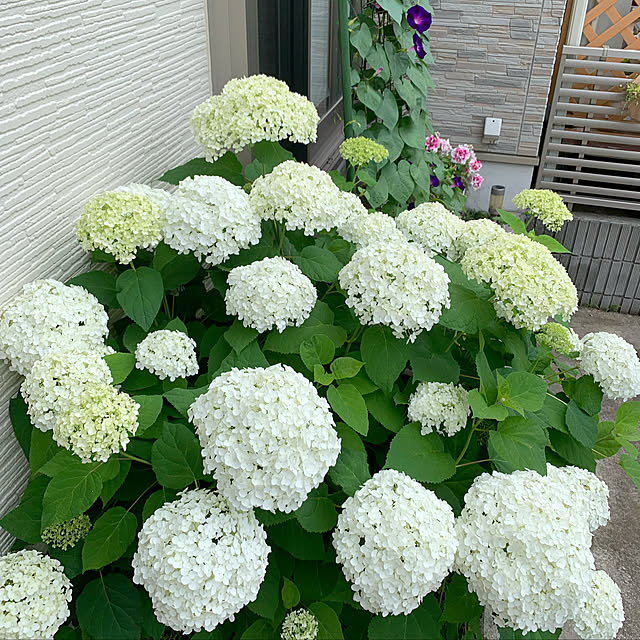 natural_cottonさんの実例写真