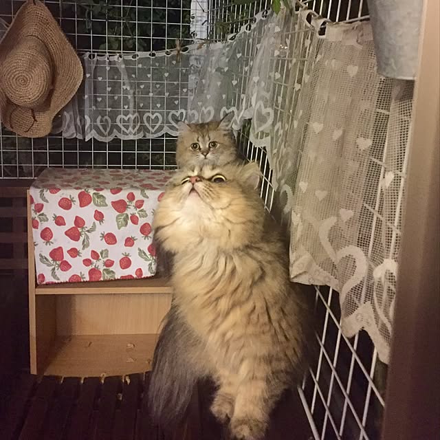 butachanさんの実例写真