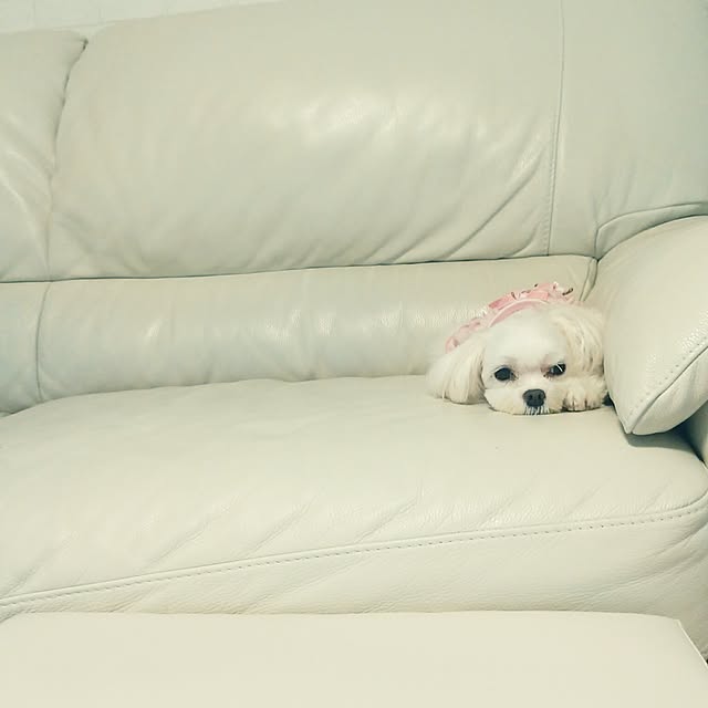 VIORAさんの実例写真