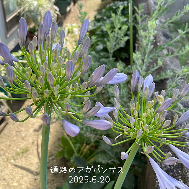 buchiさんの部屋