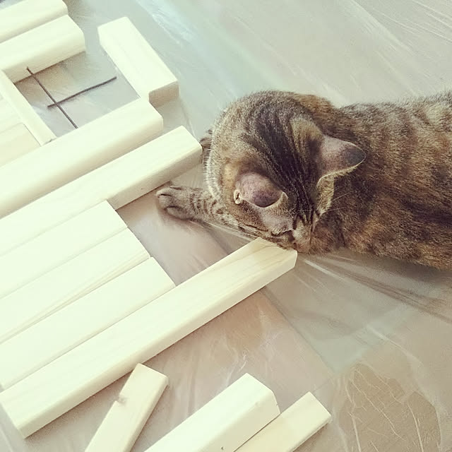 Toiroさんの実例写真