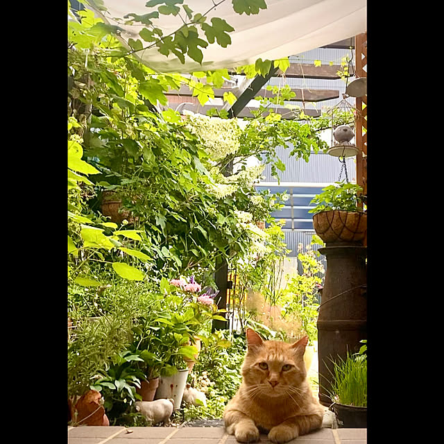 butachanさんの実例写真