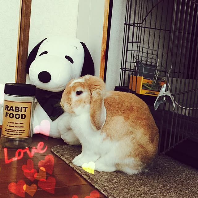 usaco.さんの実例写真