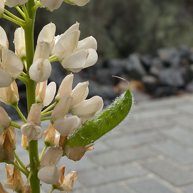 Rubiconさんの部屋