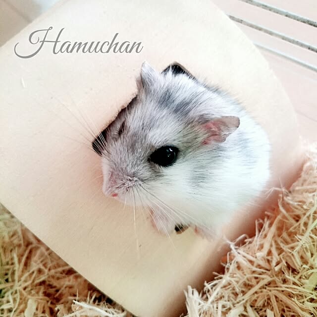 momokiraさんの実例写真