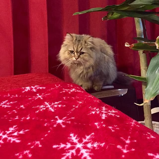 butachanさんの実例写真