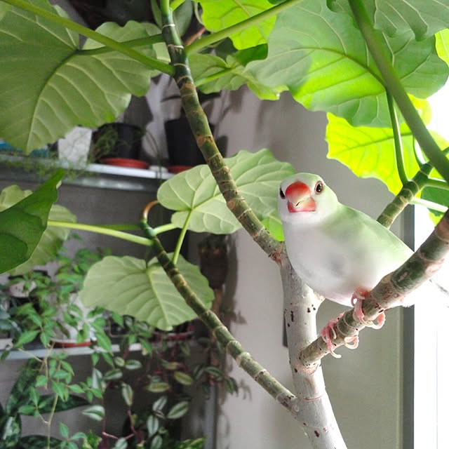 koHakuさんの実例写真