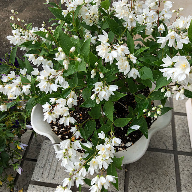 Kumikoさんの実例写真