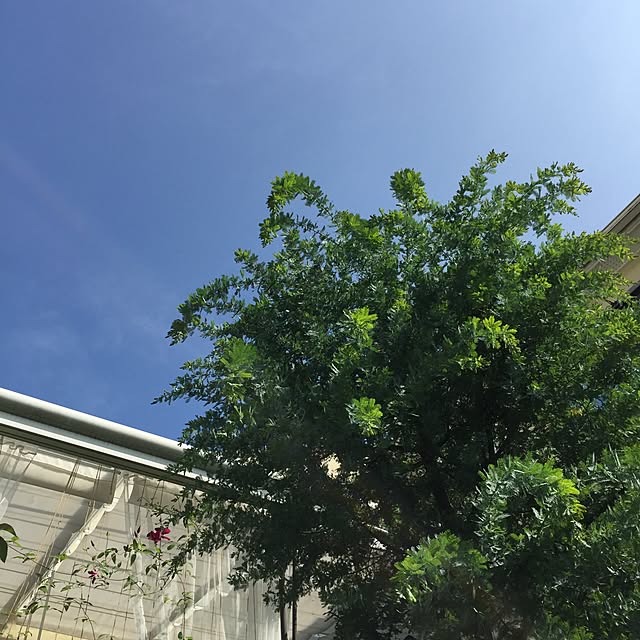 cherryさんの実例写真