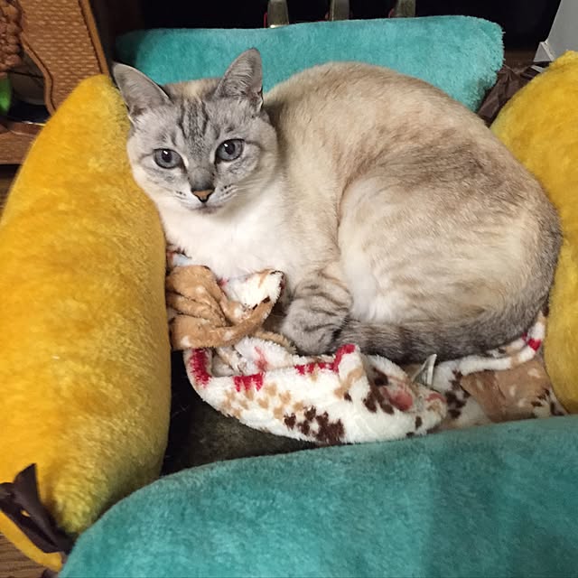 macorimさんの実例写真