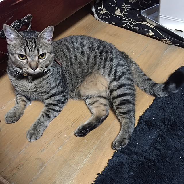 catwomanさんの実例写真