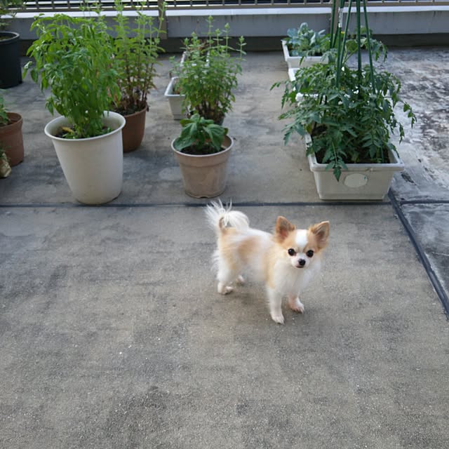 porinさんの実例写真