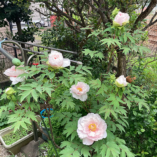 amiromikaさんの部屋