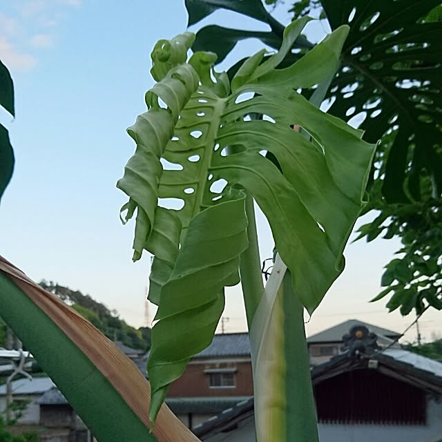 427klandさんの実例写真