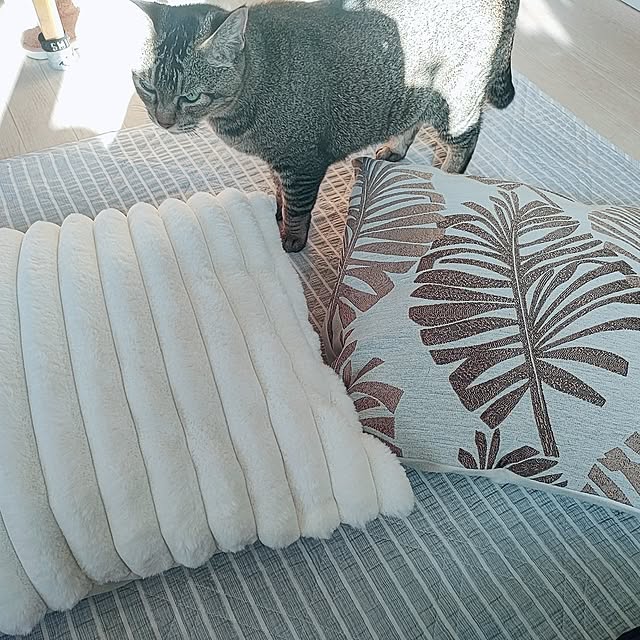 cocomintさんの実例写真