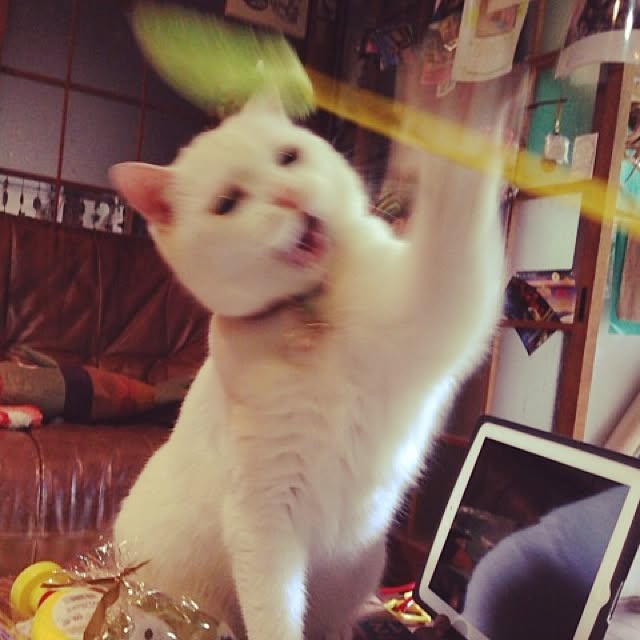 matatabi88さんの実例写真