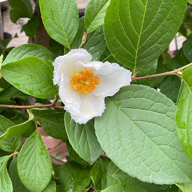 ヒペリカムの花/シャラの花/夏椿/庭/記録用...などのインテリア実例 - 2023-06-09 12:46:59