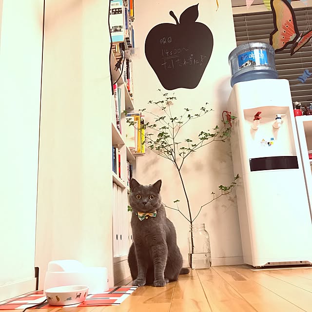 aoi_kinokoさんの実例写真
