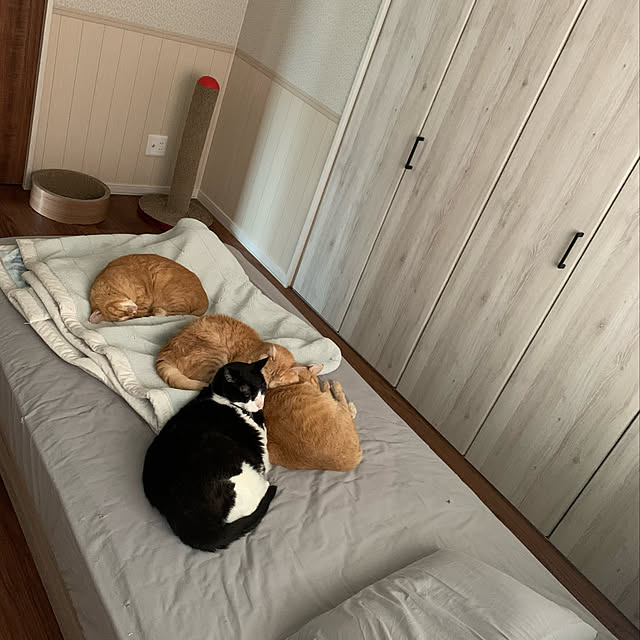 mikeume7さんの実例写真