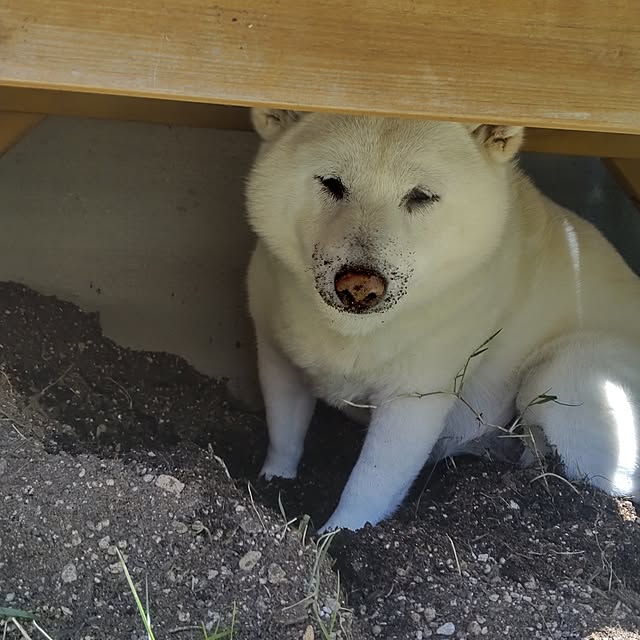 yukinkoさんの実例写真