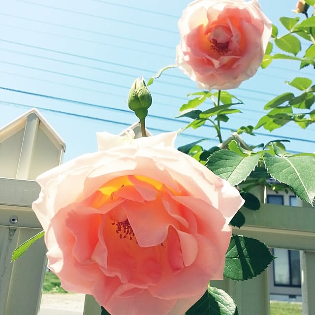 piyochanさんの実例写真