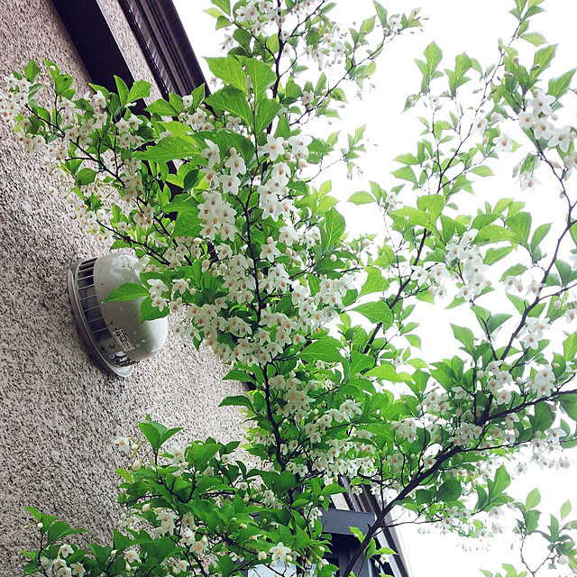 komugiさんの実例写真